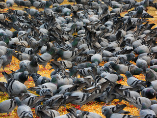 Flock of grey pigeons eating grains and pulses, in Delhi.