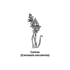 The design is hand-drawn Camas, Camassia esculenta