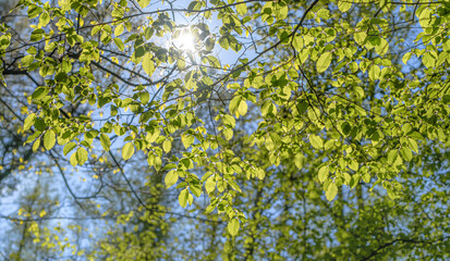 Lichtdurchfluteter Wald