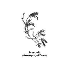 Shrub of america Mesquit Prosopis juliflora