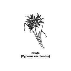 Edible herb of america Chufa, Cyperus esculentus