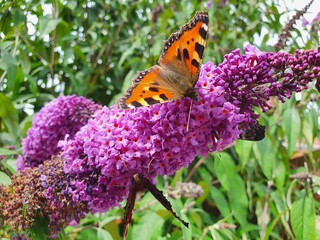 butterfly on flower