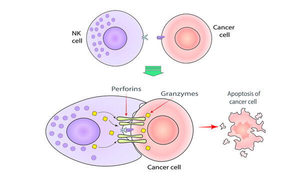  NK cell kills cancer cell [granzymes and perforins]