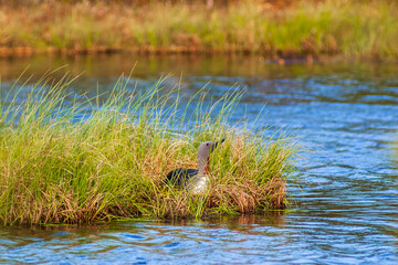 Red-throated loon nesting on the beach at bog lake