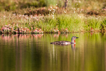 Beautiful Red throated loon in a lake at a bog