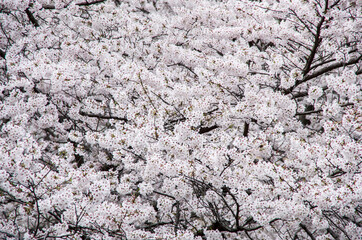 Beautiful korean cherry blossom trees