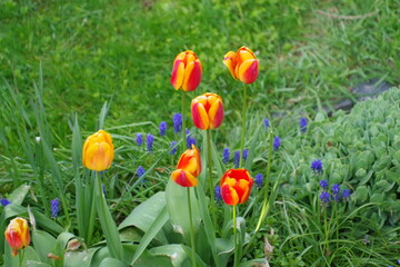 Fototapeta premium Tulpen