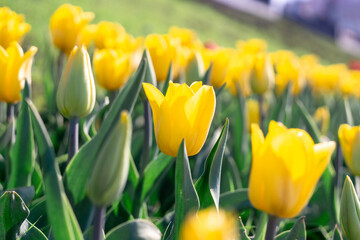 Obraz premium blooming tulips in the city