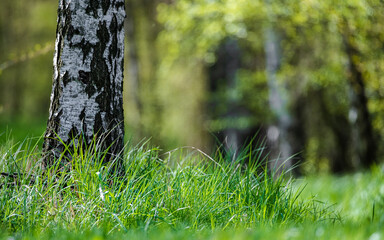 Samotna brzoza na polanie leśnej otoczona zieloną trawą.