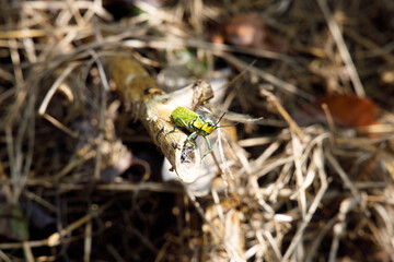 macro of a fly