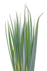 Green grass  bush isolated on white macro