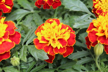 Marigolds Blooming In May, Edmonton, Alberta