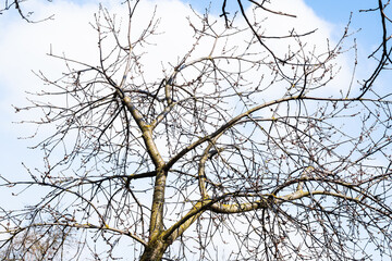 bare apple tree and white cloud in blue sky
