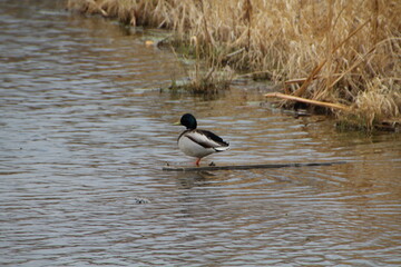 Mallard On The Log, Pylypow Wetlands, Edmonton, Alberta