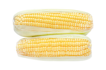 Fresh sweetcorn after harvested from the farm isolated on white background
