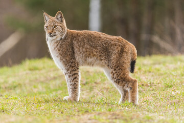 Naklejka na ściany i meble lynx in natural habitat, Poland