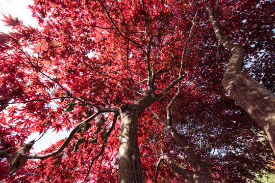 Beautiful maple trees in korea
