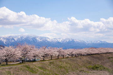 二王子岳と加治川の桜