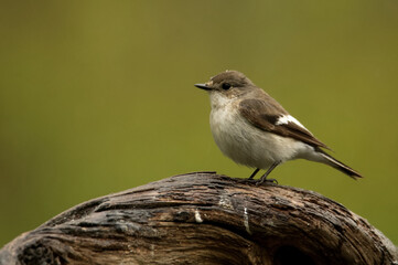 Trauerschnäpper (Ficedula hypoleuca)