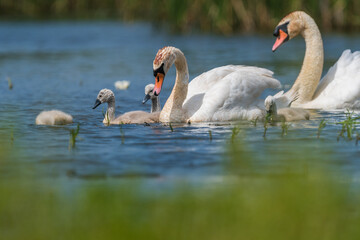 swan with cubs