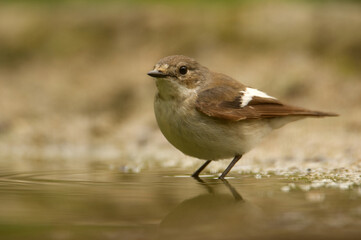 Trauerschnäpper (Ficedula hypoleuca)