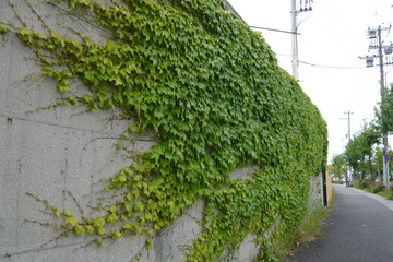 一庫ダム公園兵庫県