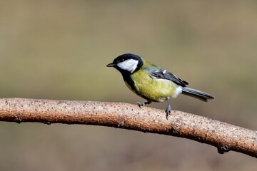 Great tit sitting on a branch near forest in autumn