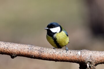 Obraz premium Great tit sitting on a branch near forest in autumn