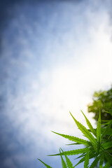 cannabis leaf bouquet in blue sky background