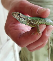 Young animal lizard with green spotted skin and curious look. Lizard caught in human fingers. Small reptile closeup