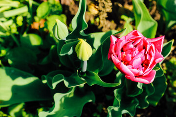 Peony-shaped dense pink tulip Columbus. spring bloom.