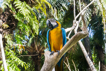 Obraz premium Beautiful blue long tail Macaw sitting on a tree branch in tropical forest