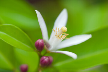 Fototapeta premium レモンの花