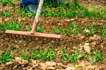 a man loosens the soil with a rake in the rows of onion shoots