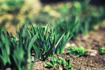 Bright spring greens at dawn in the forest. Nature comes to life in early spring.
