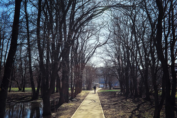 Bright spring greens at dawn in the forest. Nature comes to life in early spring.