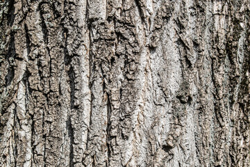 tree bark texture background rough detail pattern surface wood trunk