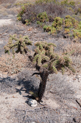 Flora of the baja peninsula, cactus in the isla espiritu santo, la paz baja california sur Mexico sea of cortes