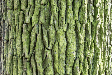 tree bark texture background rough detail pattern surface wood trunk