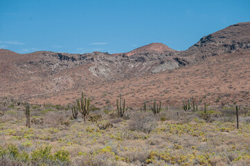 Fototapeta na wymiar Blue sky and desert of the Isla Espiritu Santo with cactus and mountains ina sunny day. Nature landscape of la paz baja california sur Mexico