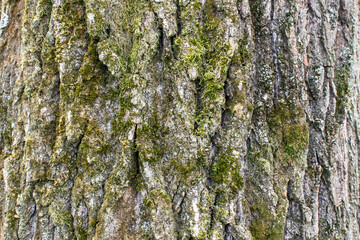 tree bark texture background rough detail pattern surface wood trunk moss