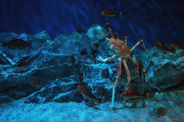 Japanese king crab in Nagoya aquarium