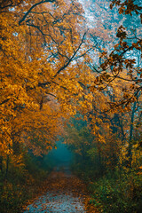 beautiful autumn forest in the mist 