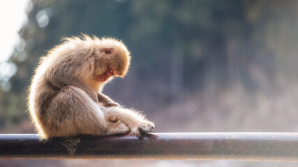 Snow monkey mom find fleas on baby, Yamanouchi