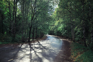 Obraz premium Bright spring greens at dawn in the forest. Nature comes to life in early spring.