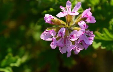 花壇の花