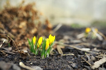 White and yellow crocuses in the country in the spring. Bright spring flowers. Fresh joyous plants bloomed. The young sprouts.