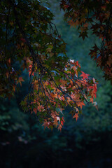 Red autumn leaves under the soft sunlight.