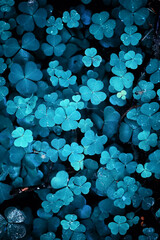 Background from plant clover four leaf. Irish traditional symbol. St.Patrick 's Day.