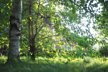 Fototapeta na wymiar Bright spring greens at dawn in the forest. Nature comes to life in early spring.